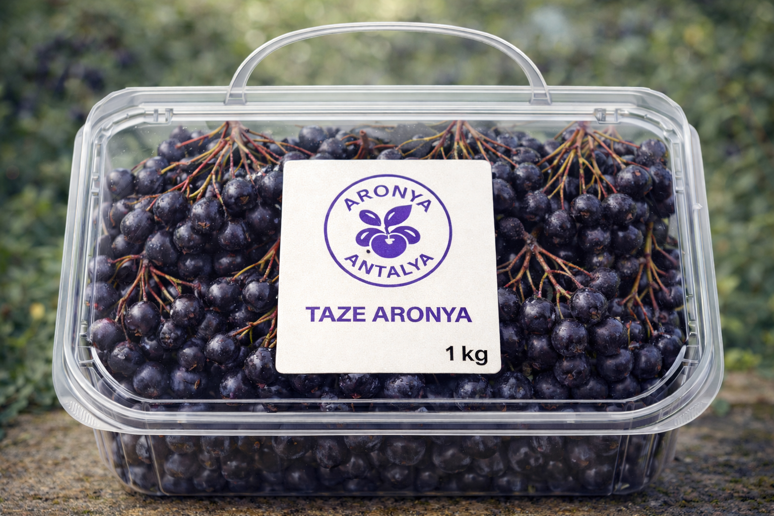 Taze Aronya Meyvesi (1 Kg)